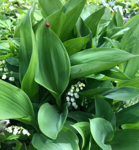 Muguet_Mylène GUILLOT-Magnétiseuse Rebouteuse Relaxologue Energéticienne spirituelle {{brizy_dc_image_alt imageSrc=