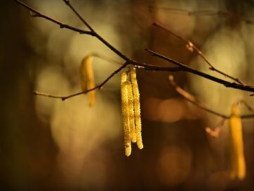 Allergies Intolérances Sensibilités_Mylène GUILLOT Magnétiseuse Rebouteuse Relaxologue {{brizy_dc_image_alt imageSrc=