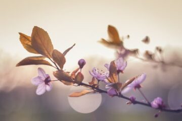 Avril_Mylène GUILLOT Magnétiseuse Rebouteuse Relaxologue Energéticienne spirituelle {{brizy_dc_image_alt imageSrc=