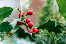 Fleur de Bach Houx_Mylène GUILLOT Magnétiseuse Rebouteuse Energéticienne Relaxologue