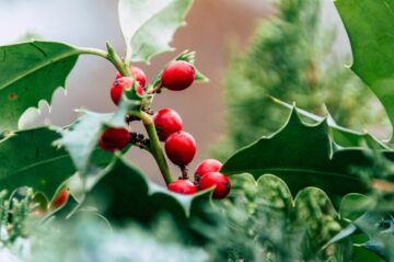 Fleur de Bach Houx_Mylène GUILLOT Magnétiseuse Rebouteuse Energéticienne Relaxologue {{brizy_dc_image_alt imageSrc=