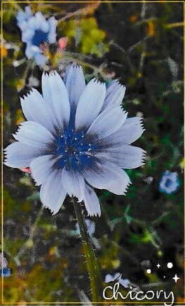 Fleurs de Bach et relations harmonieuses_Mylène GUILLOT Magnétiseuse Rebouteuse Relaxologue Energéticienne spirituelle {{brizy_dc_image_alt imageSrc=