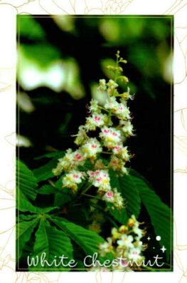 White Chestnut_Mylène GUILLOT_Magnétiseuse Rebouteuse Relaxologue Energéticienne spirituelle